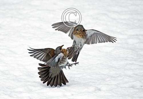 Fieldfares Fighting DM1790